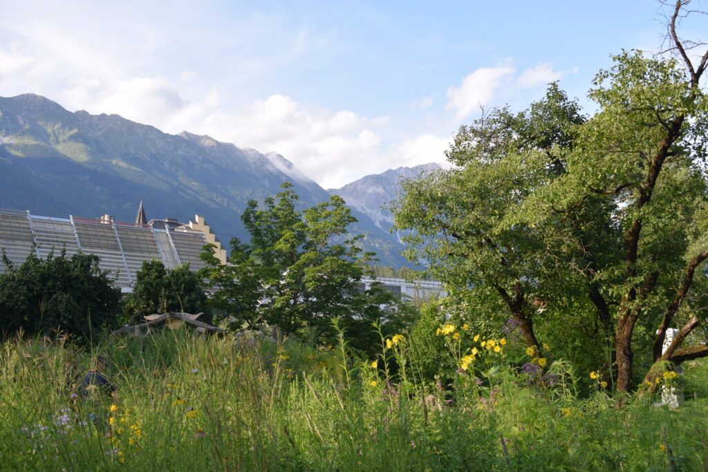 Bild von einer hohen Blumenwiese mit dem Institut für Botanik und der Nordkette im Hintergrund