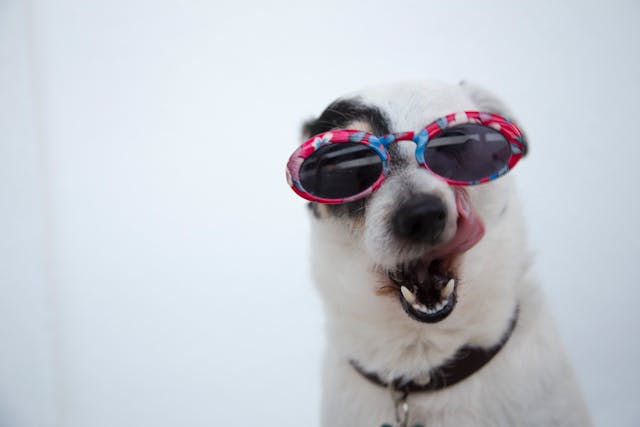 Humor in der Lehrlingsausbildung. Im Bild: Hund mit bunter Sonnenbrille